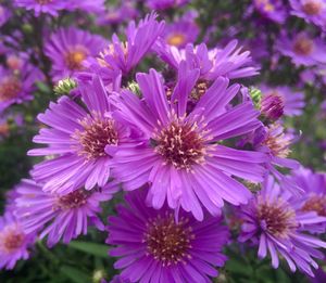 Close-up of pink flowering plants