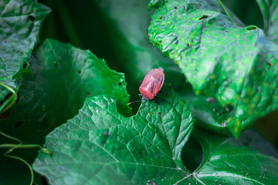 Close-up of green leaves
