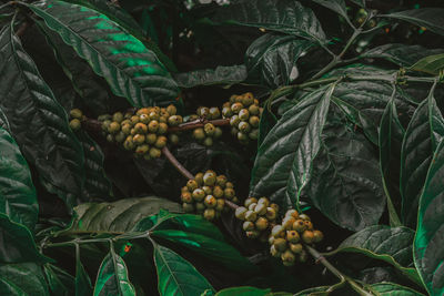 Full frame shot of fruits