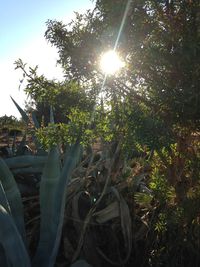 Sun shining through trees