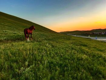 Horse standing in a field