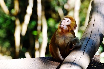 Monkey sitting on tree in forest