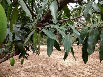 View of fruit growing on tree