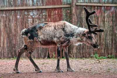 Deer standing on field