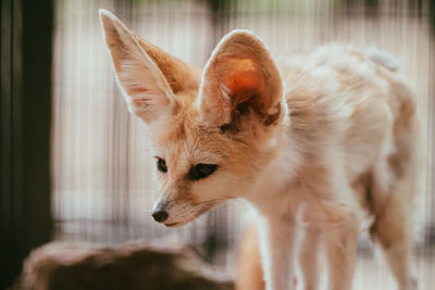 Close-up of a cat looking away