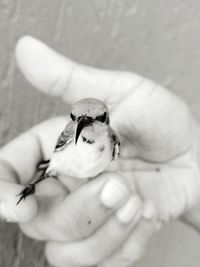 Close-up of hand holding bird