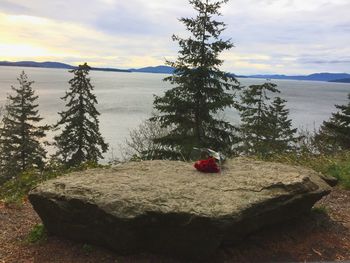 Close-up of tree by sea against sky