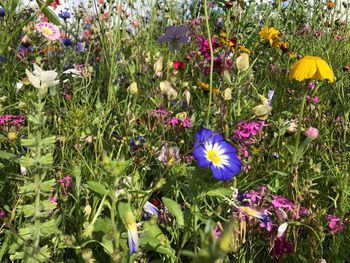 Flowers blooming on field