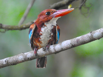 Close-up of bird perching on branch