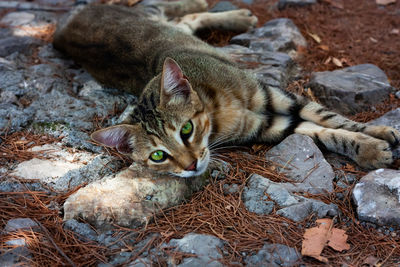 High angle view of tabby cat on field