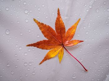 Close-up of maple leaf