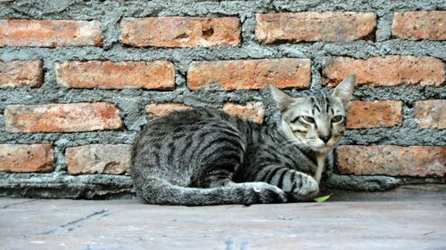 Portrait of a cat against brick wall