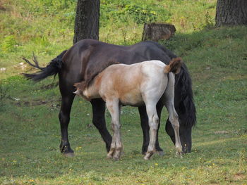 Horse grazing on grassy field while feeding foal