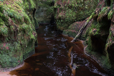 Stream flowing through rocks in forest