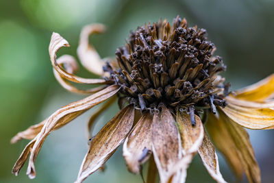 Close-up of wilted flower