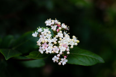 Close-up of white flowering plant