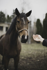 Midsection of person with horse