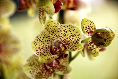 Close-up of orchids on plant