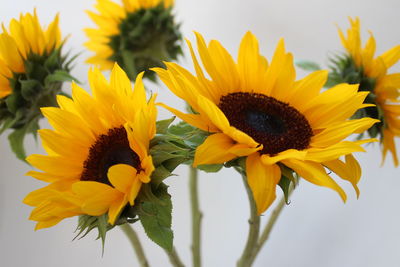 Close-up of sunflowers blooming outdoors