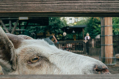 Close-up of goat looking away