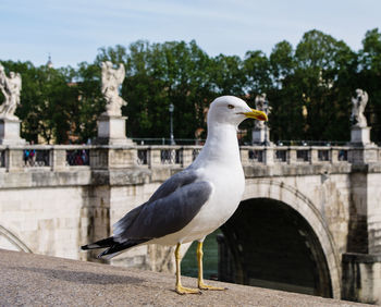 Close-up of seagull perching on retaining wall