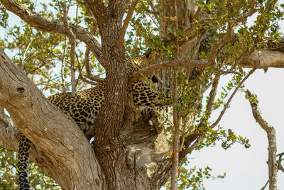 A young leopard is hiding on the branch of the tree in kruger national park