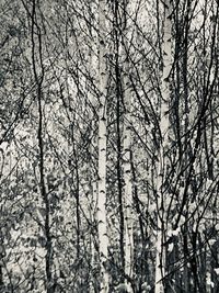 Low angle view of bare trees in winter