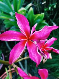 Close-up of pink flower blooming outdoors
