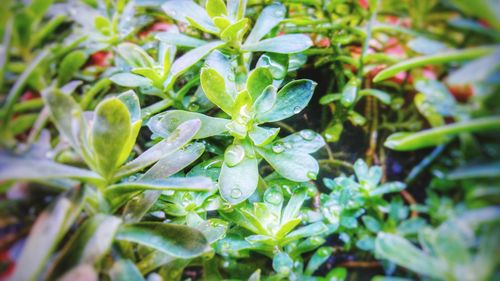 Close-up of plants