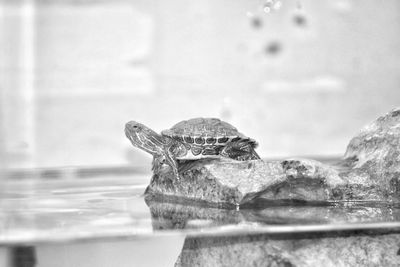 Close-up of lizard on water