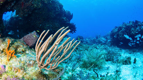 Colourful reef bahamas underwater