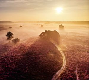 Scenic view of field against sky during sunset veluwe blooming heather in the netherlands 