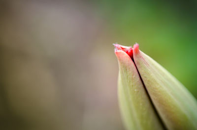 Close-up of flower bud