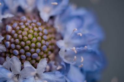 Close-up of purple flowering plant