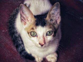 Portrait of cat with kitten