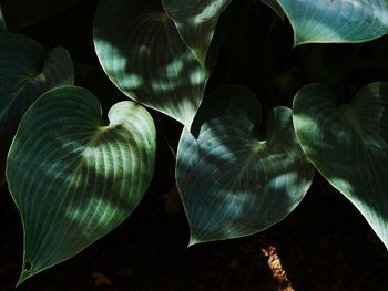 Close-up of leaf