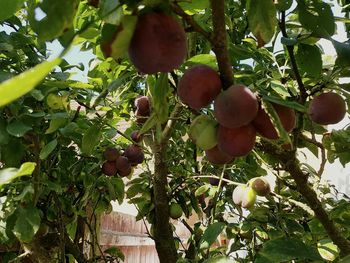 Low angle view of fruits hanging on tree