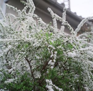 Close-up of snow on plant