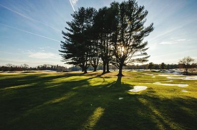 Scenic view of trees on field