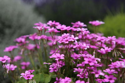 Close-up of pink flowering plants