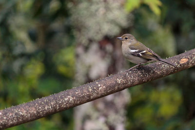 Small passerine endemic of madeira island, madeira firecrest, madeira kinglet, regulus madeirensis