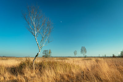 Single birch tree and clear blue sky