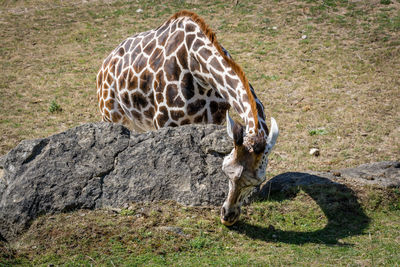 Giraffe in a zoo