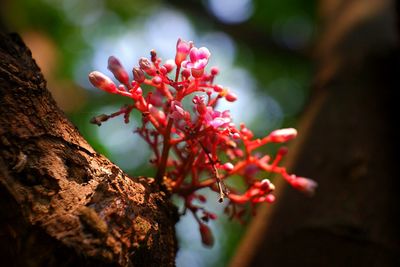 Close-up of red flowering plant