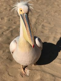 Close-up of pelican on sand