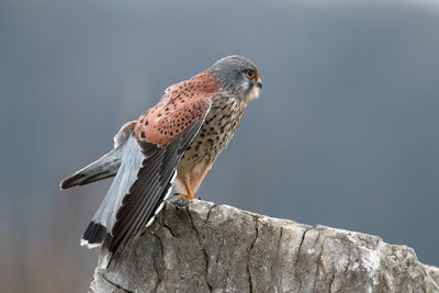 Low angle view of eagle perching on wood