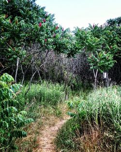Plants growing on field against trees