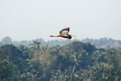 Low angle view of bird flying in sky