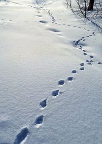 Footprints on snow covered landscape
