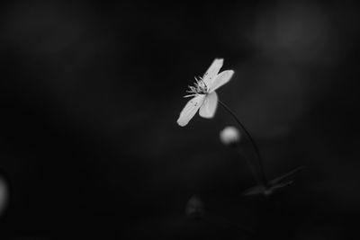 Close-up of flowering plant against black background